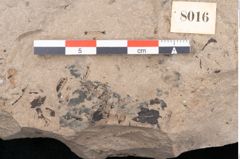 Foto (Detailansicht) von Diospyros sagoriana Ettingshausen (NHMW-GEO-2024-0188-8016)